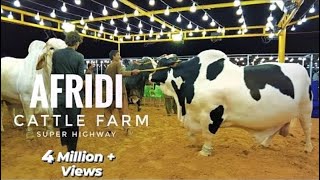 AFRIDI Cattle Farm  Super Highway Karachi  Cow Mandi 2021  Expedition Pakistan [upl. by Kinney]