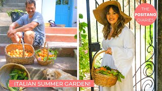 OUR ITALIAN SUMMER GARDEN HARVEST BEGINS  The Positano Diaries EP 125 [upl. by Tteve]