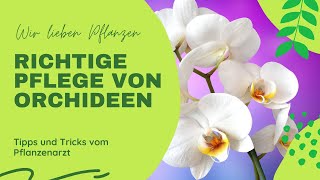 Pflege und umtopfen von Phalaenopsis [upl. by Delisle]