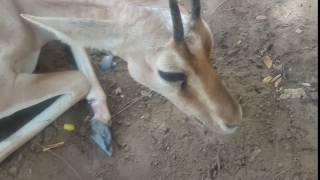 JODHPUR chinkara blackbuck injured animal rescue center [upl. by Notserk284]