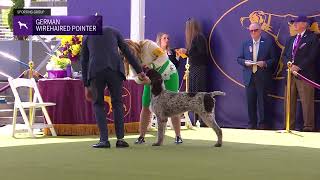 Pointers German Wirehaired  Breed Judging 2024 [upl. by Gardia141]