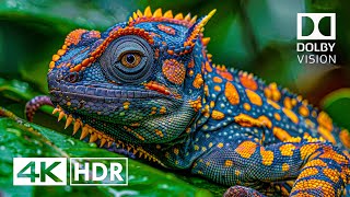 Best of Dolby Vision 4K HDR 60FPS 4K Video [upl. by Aynatal778]