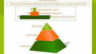 Ecological pyramids [upl. by Japeth716]