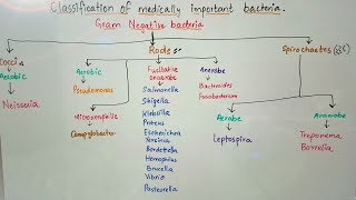 Bacterial Structure and Functions [upl. by Curtis126]