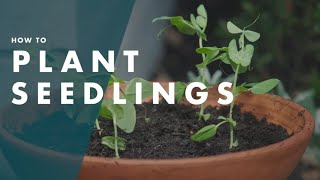 How To Plant Seedlings  Bunnings Warehouse [upl. by Natsud]