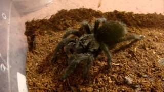 Tarantula Feeding Video 107  BIG Surprises Await You [upl. by Adnarahs]