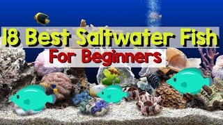 Choose This Saltwater Aquarium Fish for Beginners Best of 18 for You [upl. by Elbert]