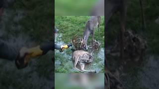 Rescue of swamp 🦌 deer 😍 l animal rescue shorts animals animalrescue [upl. by Rehnberg]