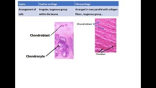 Difference between hyaline cartilage and fibrocartilage [upl. by Seaver675]