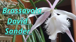 Brassavola David Sander описание и уход [upl. by Ibur]