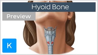 Hyoid bone structure movement and function preview  Human Anatomy  Kenhub [upl. by Eittam546]