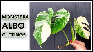 How To grow Variegated Monstera Monstera deliciosa quotAlbo Variegataquot part 3 [upl. by Enived]