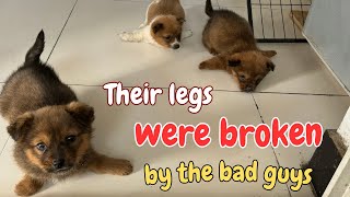 The Puppies Had Their Legs Cruelly Broken And Were Left To Die Until This Happened [upl. by Gnirps16]