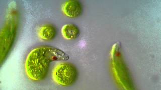 Euglena viridis  BF DIC microscope 1000x [upl. by Olaznog]