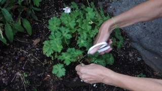 How to Deadhead Geranium Biokovo [upl. by Rihat]