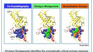 Epitope Mapping in Antibody Therapeutics and Vaccine Development The Evolving Landscape [upl. by Hettie]