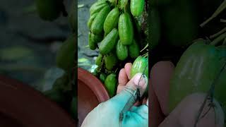 bilimbi  traditional me proVillage cooking channel traditionalmepro [upl. by Althee]