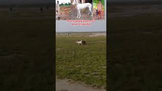 Huntings dog vs soor animals comedy [upl. by Namia]