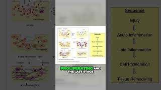 What is the Wound Healing Scenario From Injury to Remodeling Explained [upl. by Enorel454]