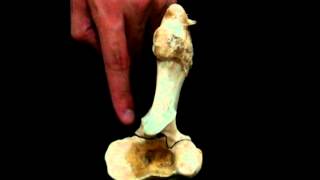 Medicina Veterinária Anatomia  Rádio e Ulna [upl. by Bollay641]