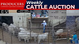 6272024  Producers Livestock Auction Company  Cattle Auction [upl. by Eatnhoj]