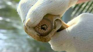 Sea Lamprey Population Control  Michigan State University [upl. by Connelly]