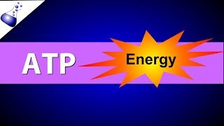 ATP Adenosine Triphosphate [upl. by Catarina]