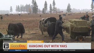 Codys Caravan  Yak Farming in Calpine [upl. by Dubois653]