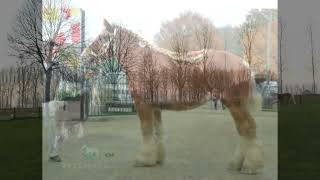 Baziel van de Maalderij  Trekpaard hengst  Draft horse [upl. by Naic]