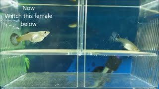 How to breed guppies  different methods for breeding guppies mollies and other livebearers [upl. by Neelac]