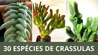 30 ESPÉCIES DE CRASSULAS PARA IDENTIFICAÇÃO suculentas cactos flores plantas [upl. by Rosenfeld]