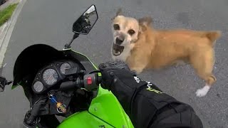 Angry Dogs Vs Bikers  WHEN DOGS ATTACK Or Just Want to Say Hi [upl. by Mallina]