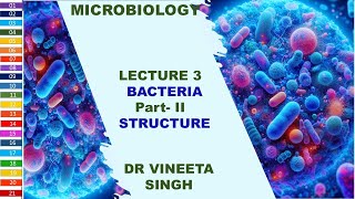 Inside Bacteria A Detailed Overview of Bacterial Structure [upl. by Gregoor]