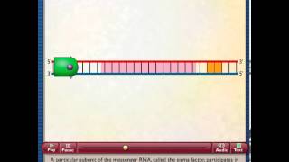 DNA RNA mRNA tRNA rRNA and the Genetic Code  Molecular Biology [upl. by Vinita]