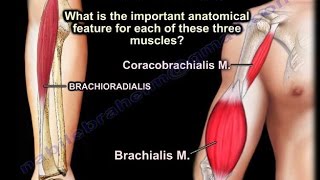 Coracobrachialis Brachialis Brachioradialis  Everything You Need To Know  Dr Nabil Ebraheim [upl. by Veator]