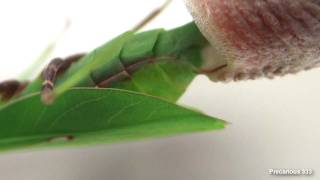 Oxyopsis gracilis lays an ootheca [upl. by Raina422]