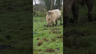 Charolais Bull Tombapik CH4202 [upl. by Amadeus]