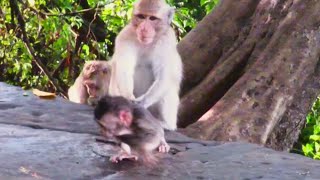 How Wonderful  Sister Monkey Weaned Baby Monkey escape From Bad Man Monkey [upl. by Ecnedac]