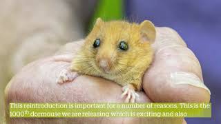 What Is A Dormouse Reintroduction [upl. by Ayatal]