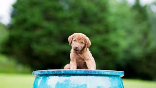 Exploring the Day in the Life of a Chesapeake Bay Retriever [upl. by Vookles]