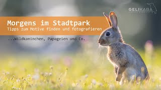 Morgens im Stadtpark  Tipps zum Motive finden und fotografieren Wildkaninchen Papageien und Co [upl. by Jola]