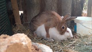 Rabbits 🐰 mating [upl. by Elodie]