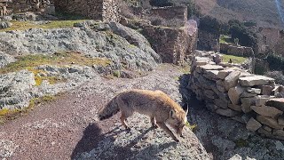 ENCUENTRO un VECINO muy ESPECIAL en este PUEBLO ABANDONADO La Rioja [upl. by Ikkin837]