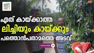 ഏത് കായ്ക്കാത്ത ലിച്ചിയും കായ്ക്കും [upl. by Alexandro118]