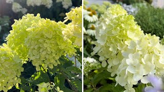 Panicle Hydrangeas Little Lime Punch amp Little Lime in Early August 2022 [upl. by Sower]