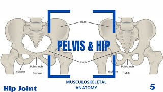 Hip Joint Ligaments amp Movements [upl. by Majka179]