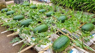 The method of growing watermelon the whole world does not know the fruit is too big and sweet [upl. by Lukin923]