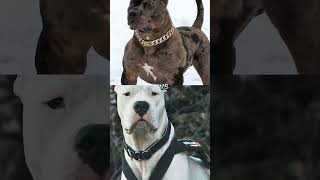 doberman vs pitbulldogo argentino rottweiler youtubeshorts [upl. by Eerpud]