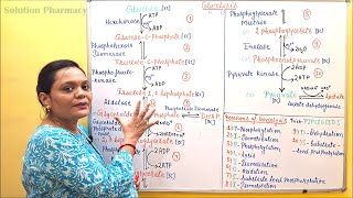 02 Glycolysis Part 01 Pathway  Glycolysis Steps amp Reactions  Carbohydrate Metabolism  Biochem [upl. by Anyek699]