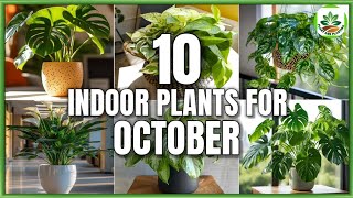 Top 10 Indoor Plants for October  Indoor Plants to grow in October  Plant and Planting [upl. by Anneehs]